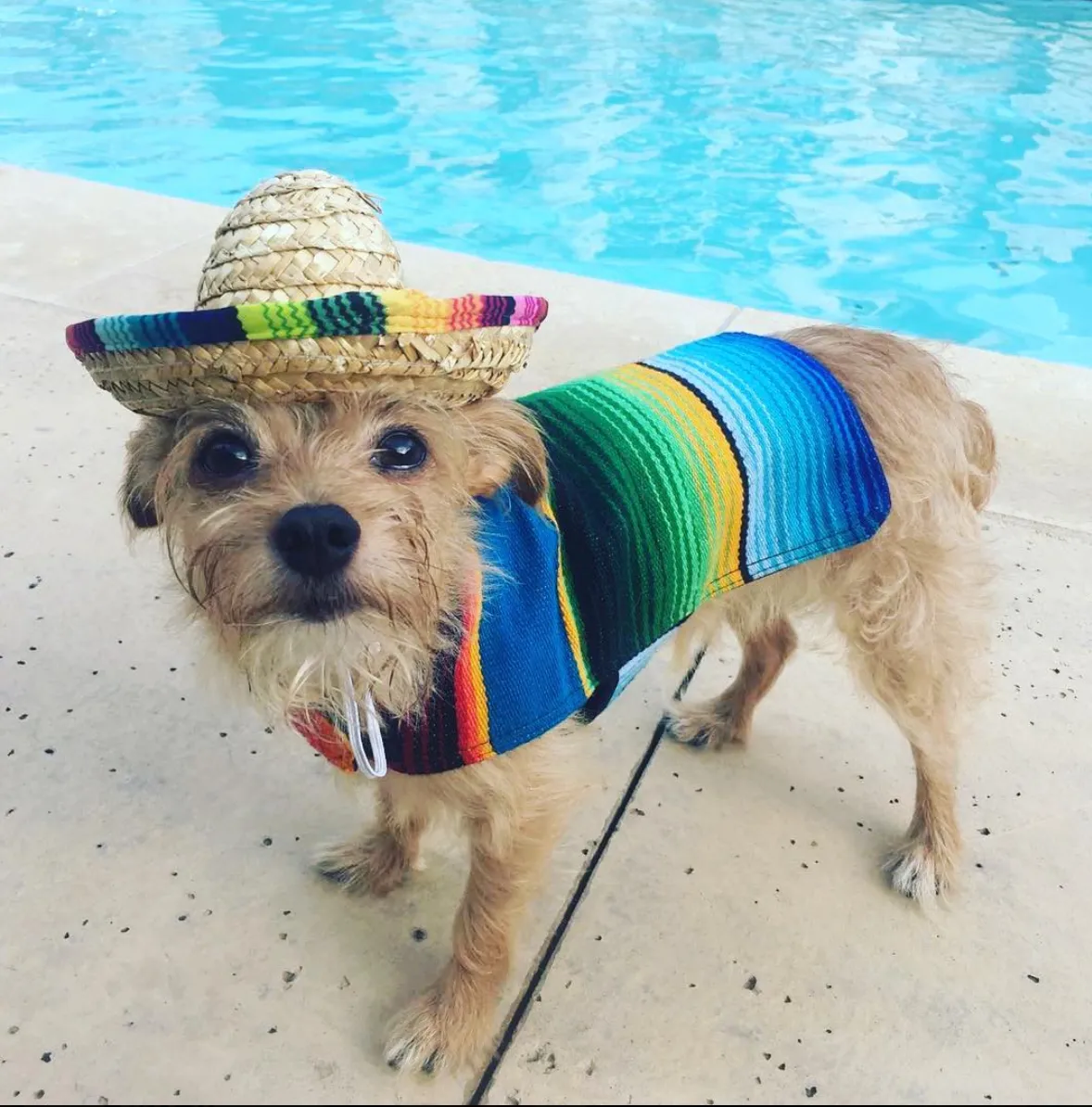 BAP Pet Sombrero