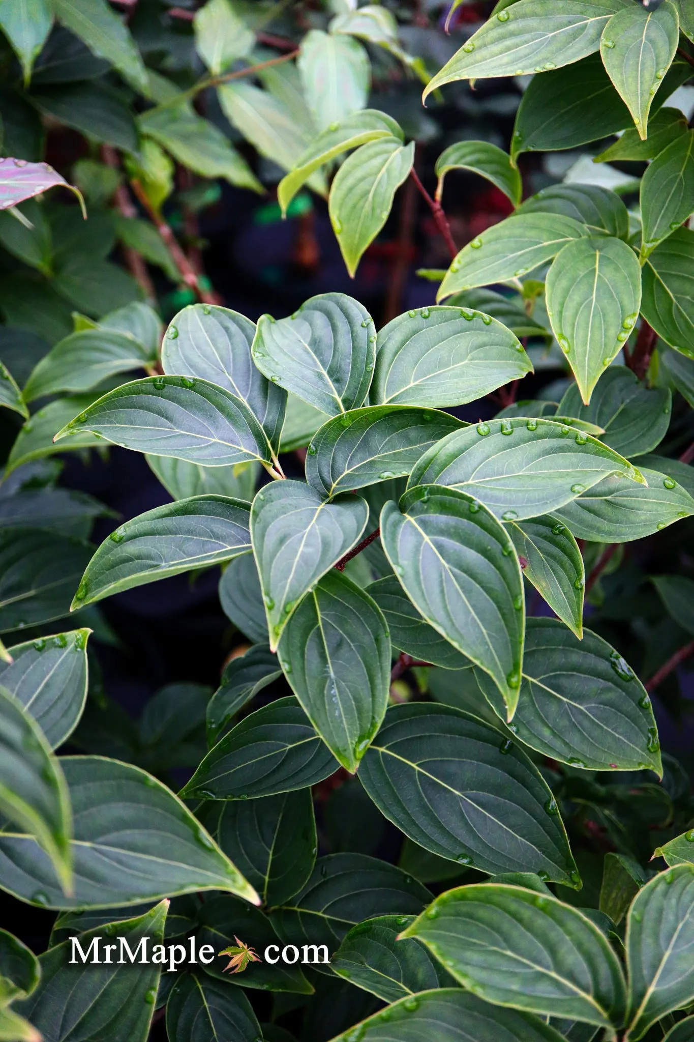 Cornus kousa 'Little Poncho' Dwarf Flowering Chinese Dogwood
