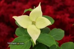 Cornus kousa 'Little Poncho' Dwarf Flowering Chinese Dogwood