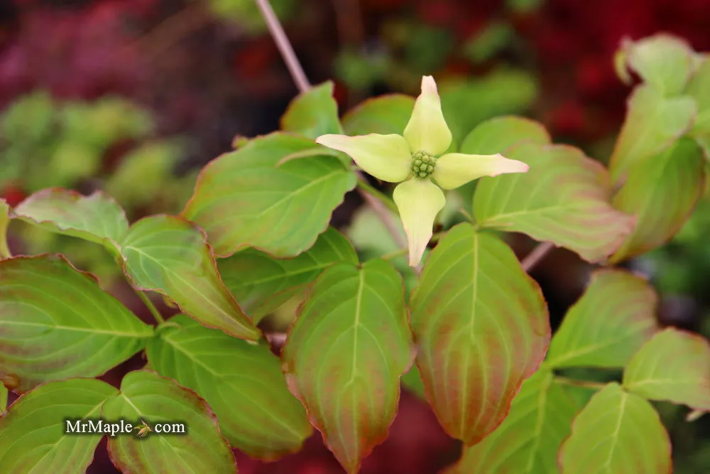 Cornus kousa 'Little Poncho' Dwarf Flowering Chinese Dogwood