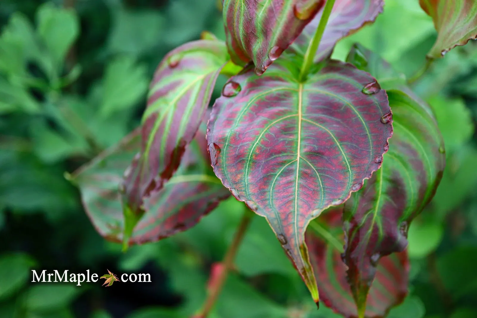 Cornus kousa 'Little Poncho' Dwarf Flowering Chinese Dogwood