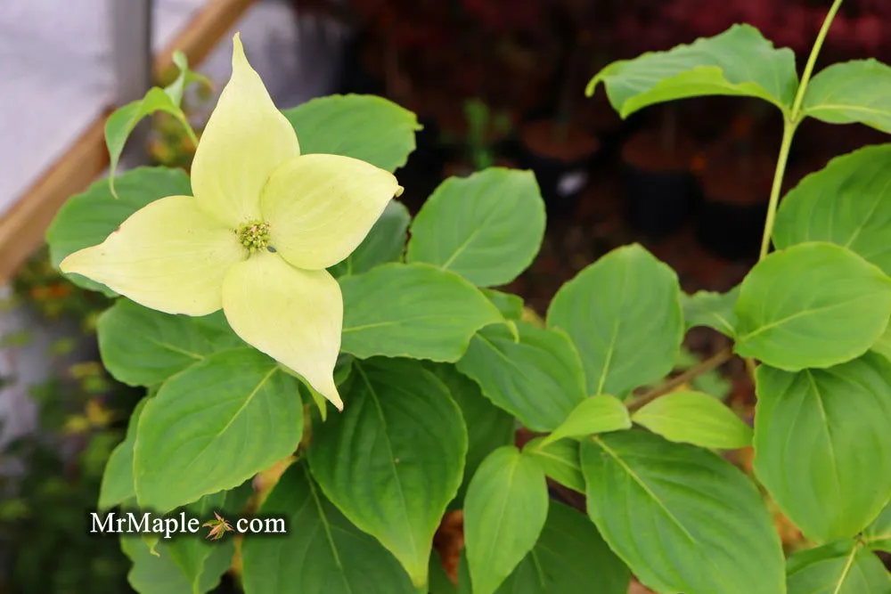 Cornus kousa 'Little Poncho' Dwarf Flowering Chinese Dogwood