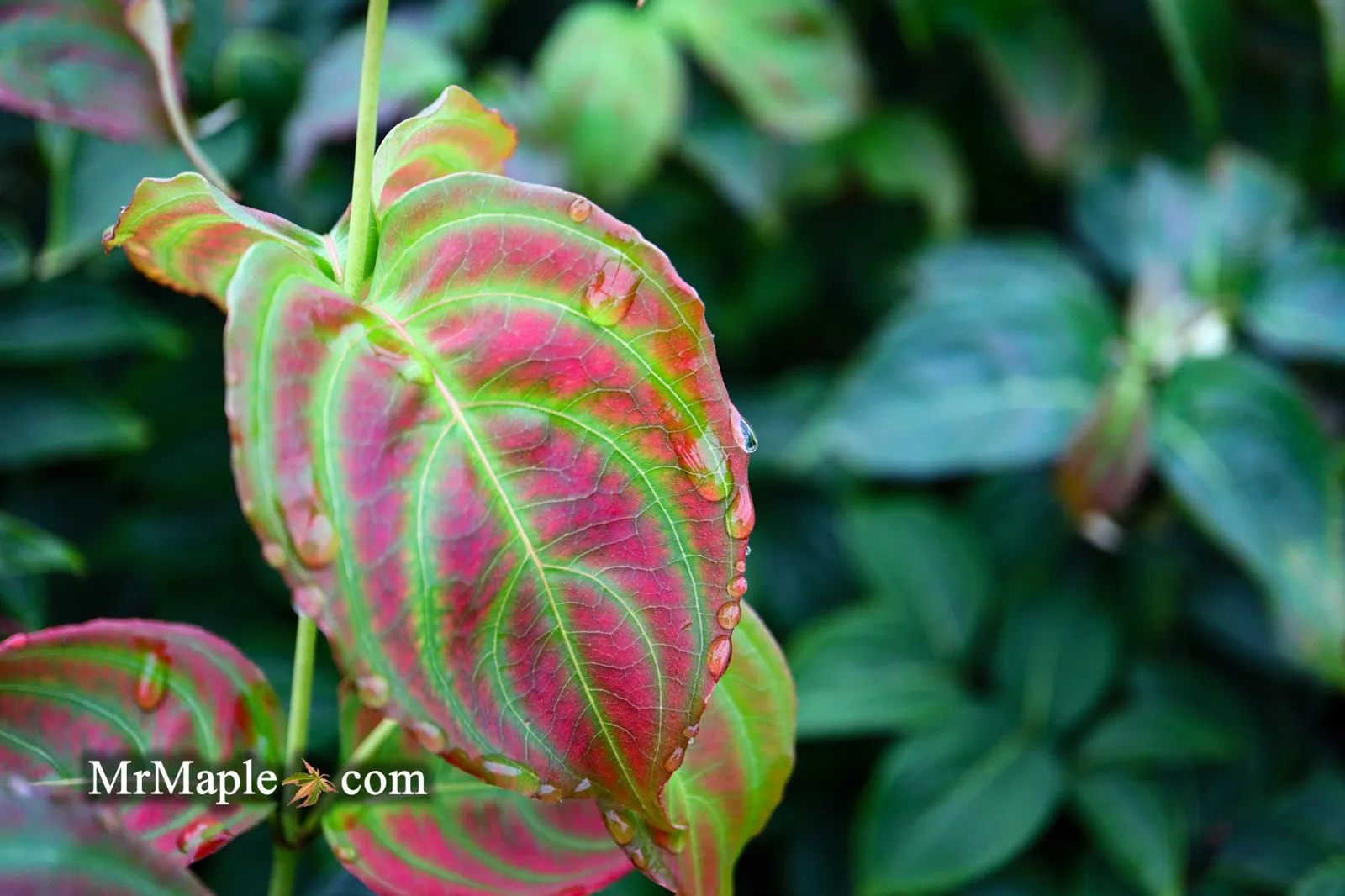 Cornus kousa 'Little Poncho' Dwarf Flowering Chinese Dogwood