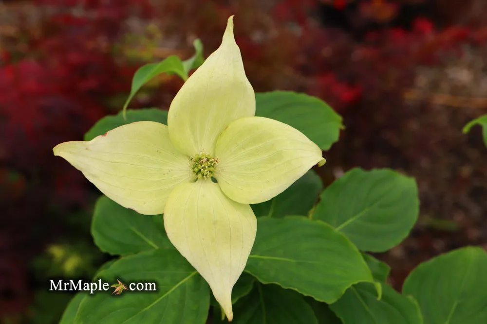 Cornus kousa 'Little Poncho' Dwarf Flowering Chinese Dogwood