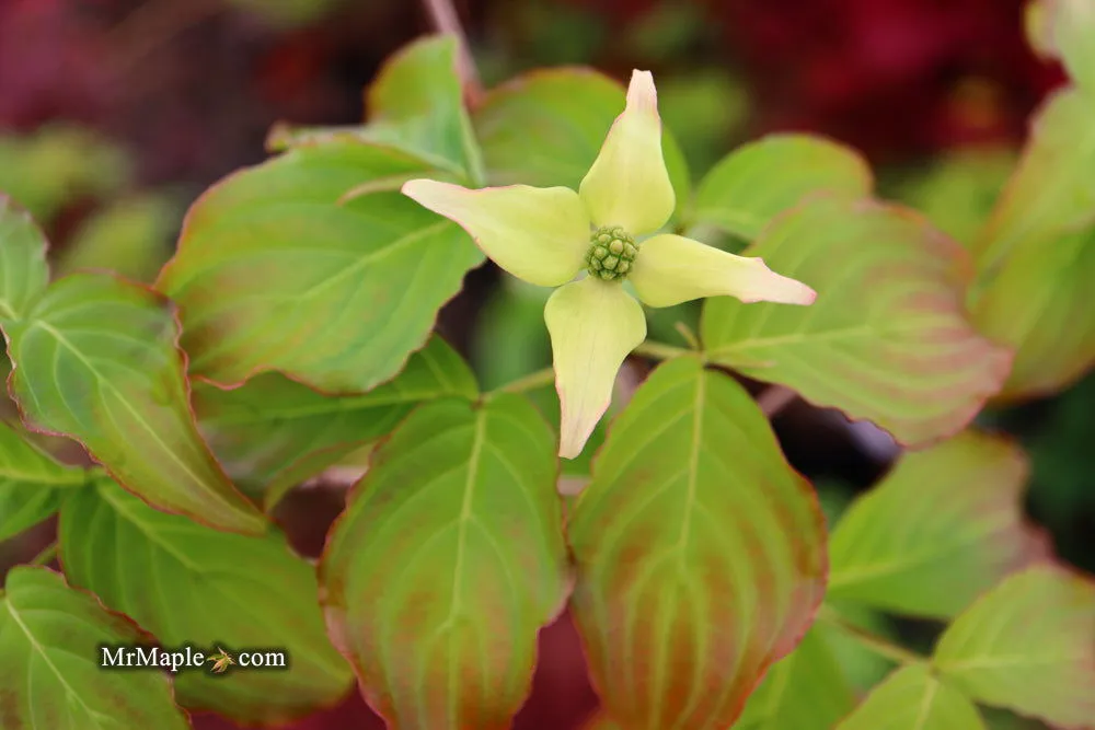 Cornus kousa 'Little Poncho' Dwarf Flowering Chinese Dogwood
