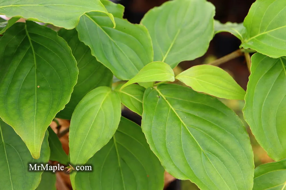 Cornus kousa 'Little Poncho' Dwarf Flowering Chinese Dogwood