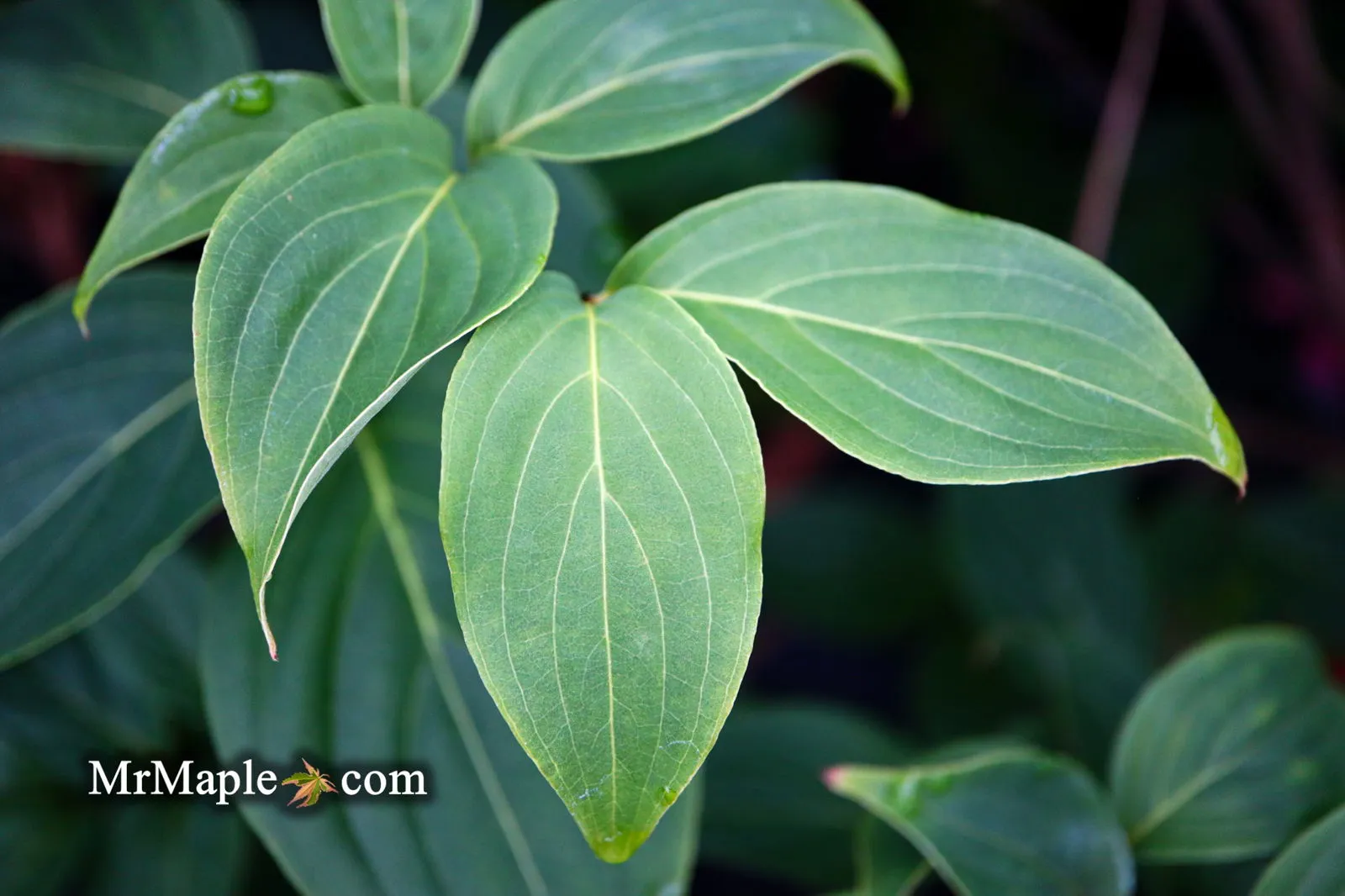 Cornus kousa 'Little Poncho' Dwarf Flowering Chinese Dogwood