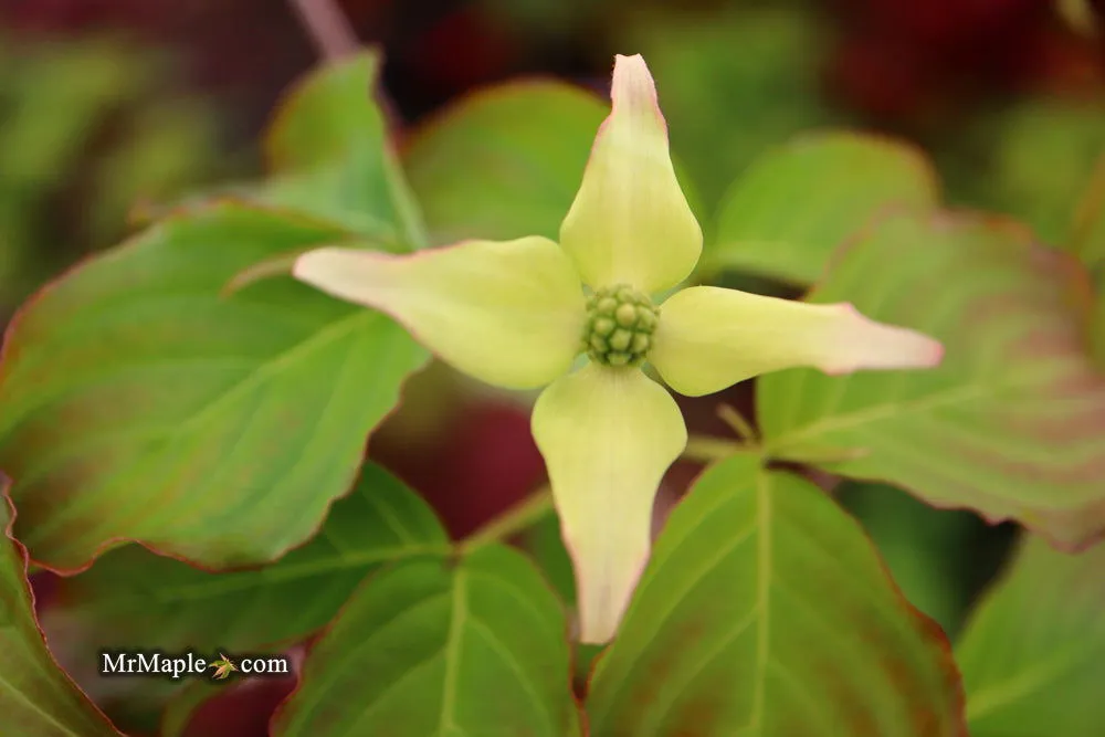 Cornus kousa 'Little Poncho' Dwarf Flowering Chinese Dogwood