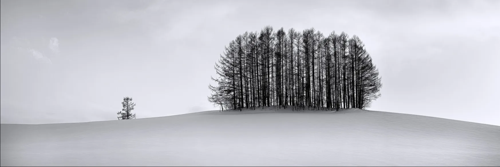 Winter Sunset Trees
